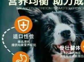 全國批發貓糧狗糧 北京寵物食品與用品市場全解析